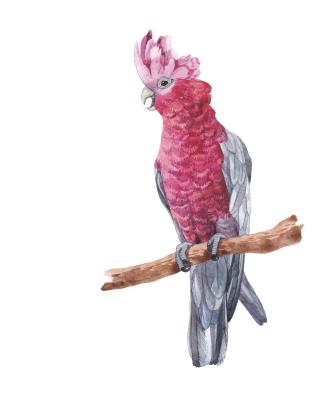Birds. Pink cockatoo
