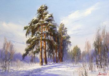 Pine (A Pine). Nesterchuk Stepan