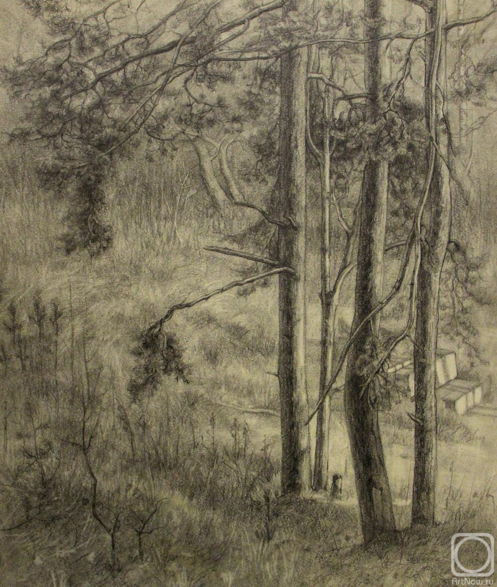 Kurkov Viktor. Pine trees