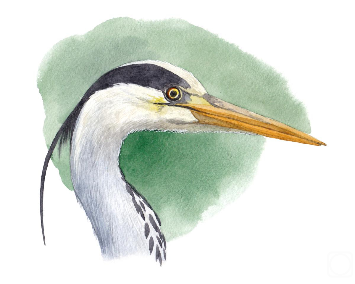 Prokazyuk Anastasiya. Birds. Crane