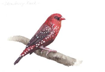 Birds. Tiger Astrild. Prokazyuk Anastasiya