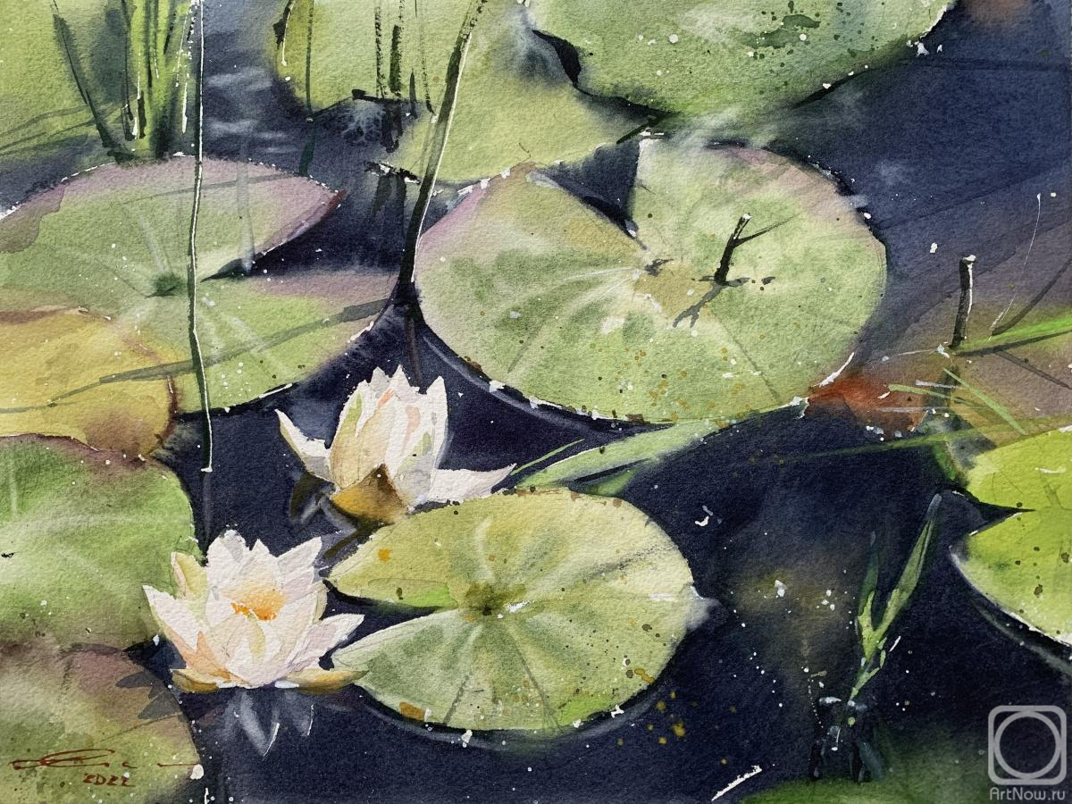 Gomzina Galina. Snow-white water lilies