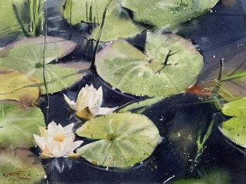 Snow-white water lilies (Waterscape). Gomzina Galina