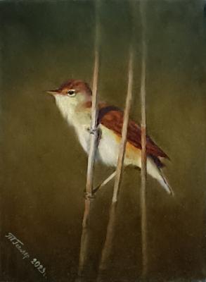Marsh Warbler. Gesler Tatyana