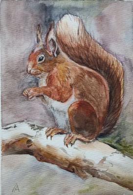 Squirrel (). Lapina Albina