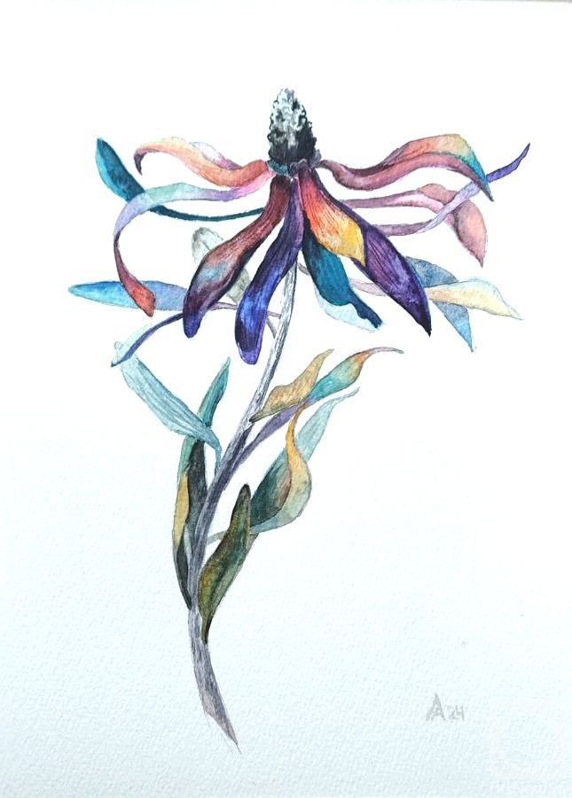 Lapina Albina. Leucadendron