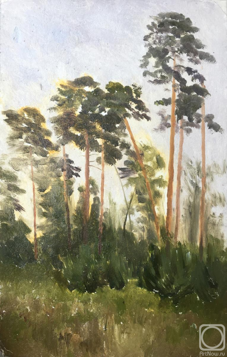 Mashin Igor. Pine trees