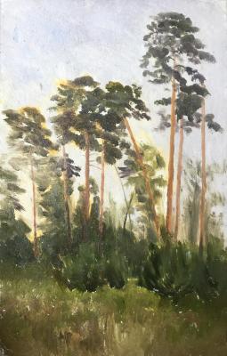 Pine trees. Mashin Igor