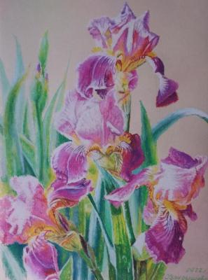 Irises. Vandysheva Svetlana