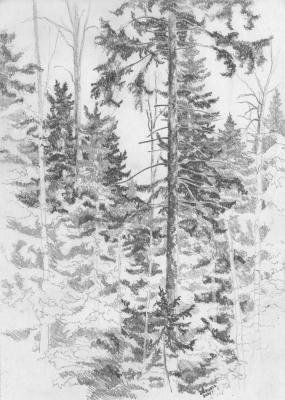 Spruce in the forest. Mashin Igor