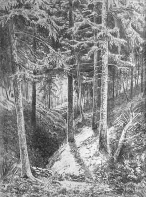 A ravine in the forest. Mashin Igor
