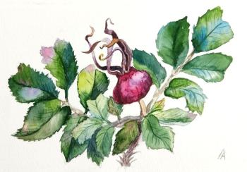 Rosehips are ripe