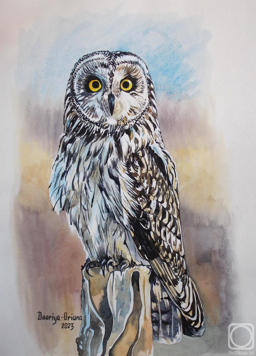 Kabylina Darya. Short-eared owl