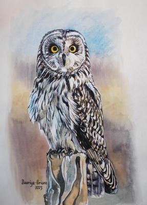 Short-eared owl. Kabylina Darya