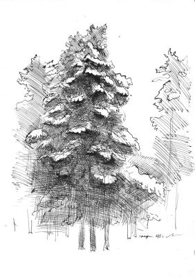 Pine tree. Mashin Igor