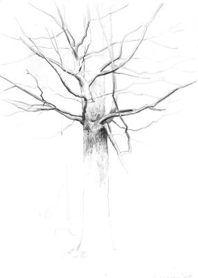 Oak branches. Mashin Igor