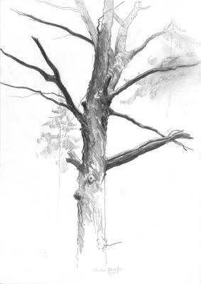 ������� ����