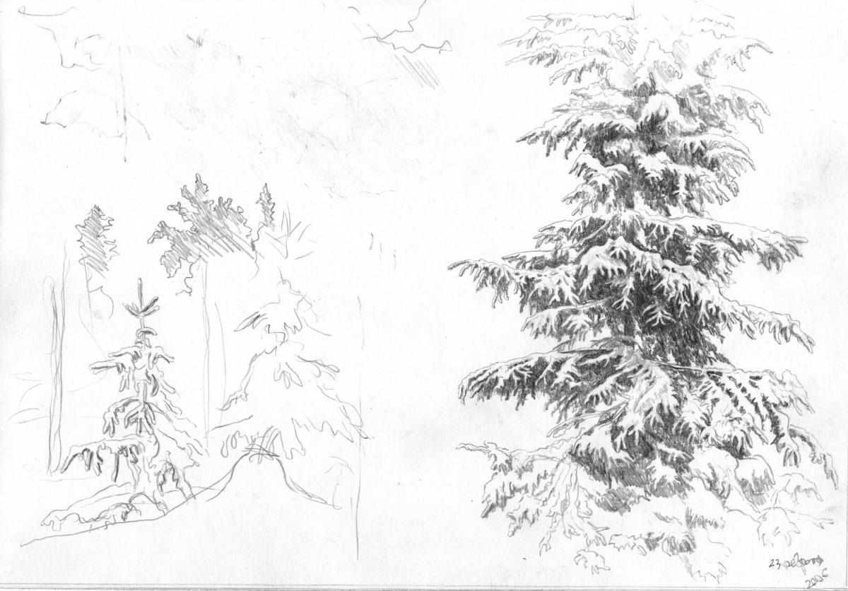 Mashin Igor. Spruce under the snow