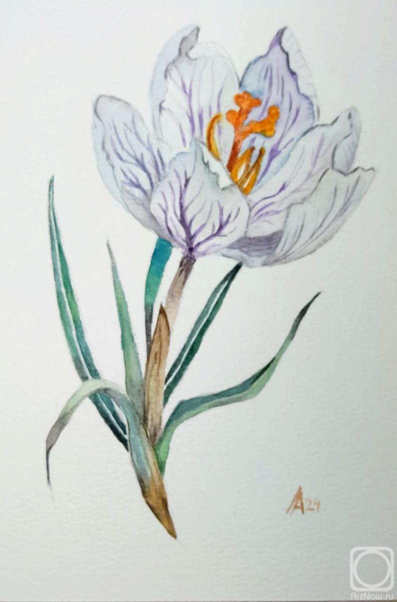 Lapina Albina. White crocus painting original watercolor art flower painting