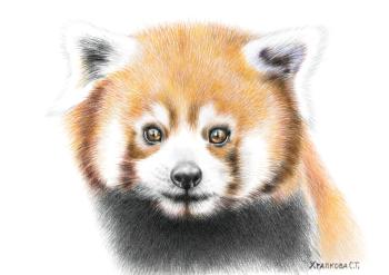 Lesser panda ( ). Khrapkova Svetlana
