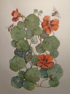 Nasturtium. Bees (Botanical Watercolor). Rubacheva Natalia