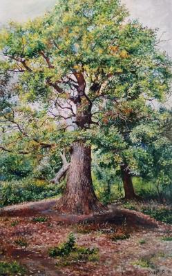 An oak tree in the Upland Oak grove