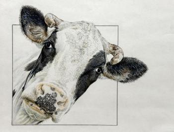 Cow Maika (Colored Pencil). Rogatina Svetlana
