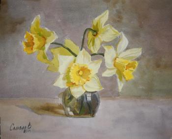 Daffodils. Salivan Varvara