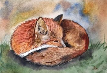Sleeping Fox. Lapina Albina