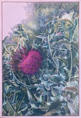 Thistle in essence