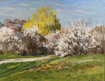 The gardens are blooming. Cherry plum. Sayapina Elena