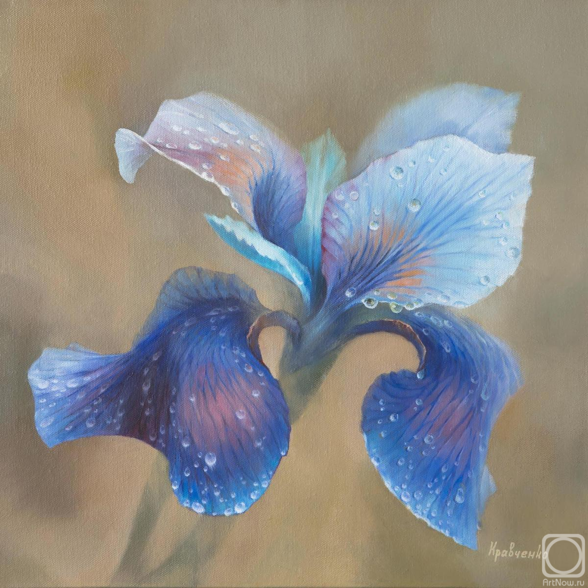 Kravchenko Yuliya. Iris Flower After Rain #4