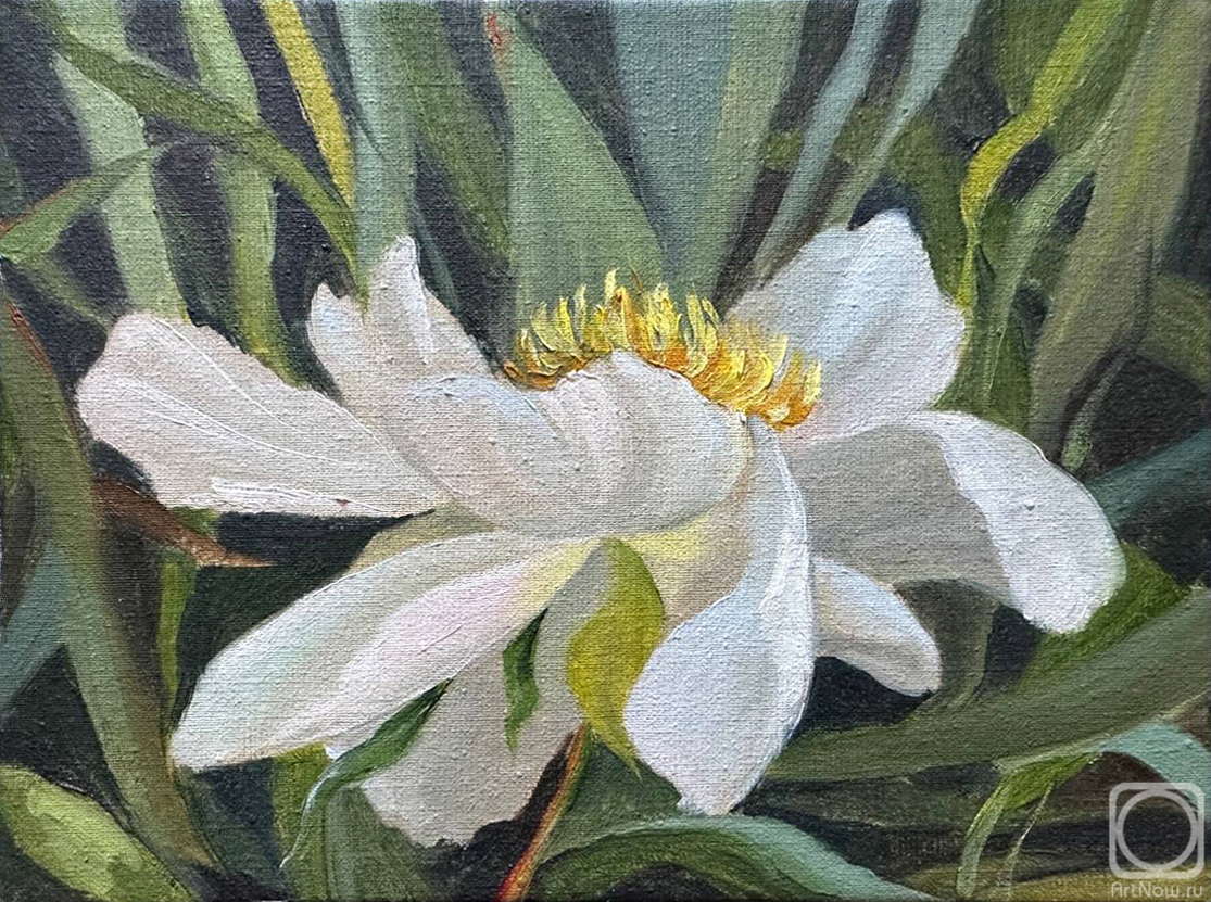 ������� ������ �� ������. ���� ����. ��� �����