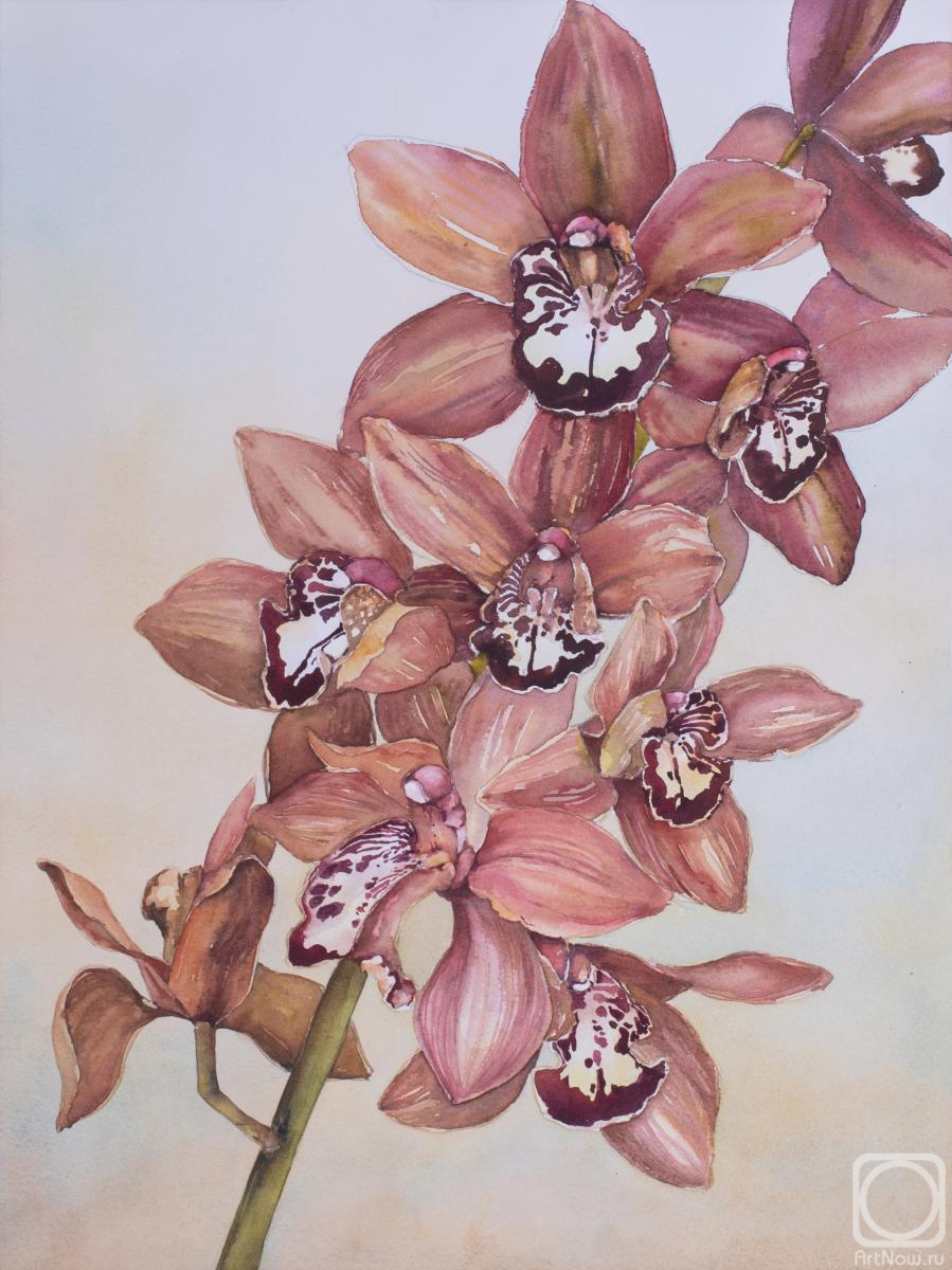 Grudanova Varvara. Orchid