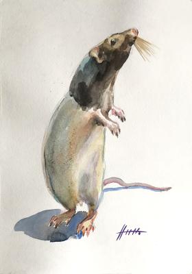 Rats. Napolova Natalia