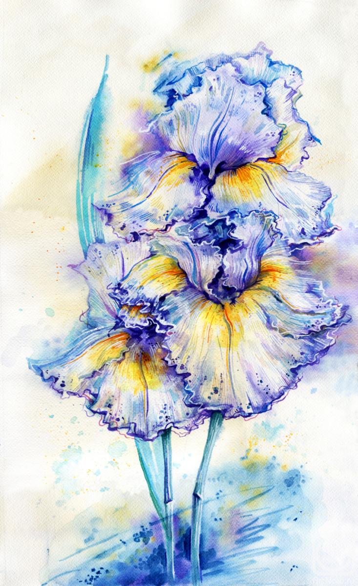Romanova Aleksandra. Blue irises
