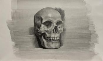 Drawing of a human skull. Akimova Margarita