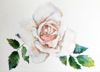 White Rose. Lapina Albina