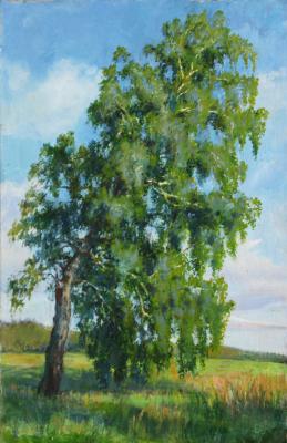 Birch in the field (etude)