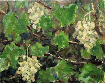 White grapes. Gavrilin Valeri