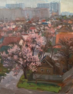 The gardens are blooming. After the rain. Krasnodar