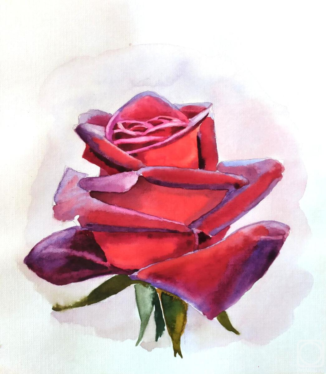 Sidch Mariya. Red rose