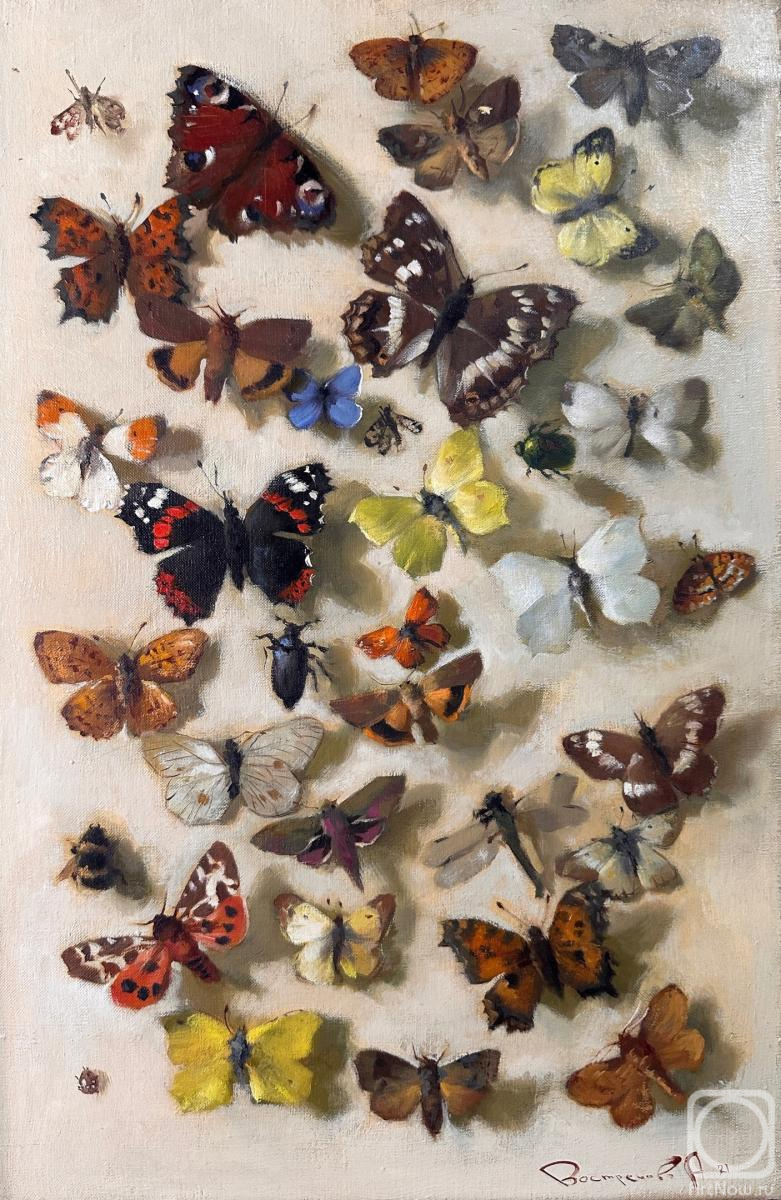 Vostrezova Anastasia. Butterfly Collection
