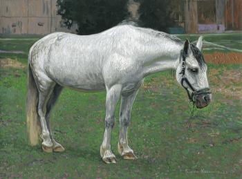 White Horse (Animals Horse). Kozhin Simon