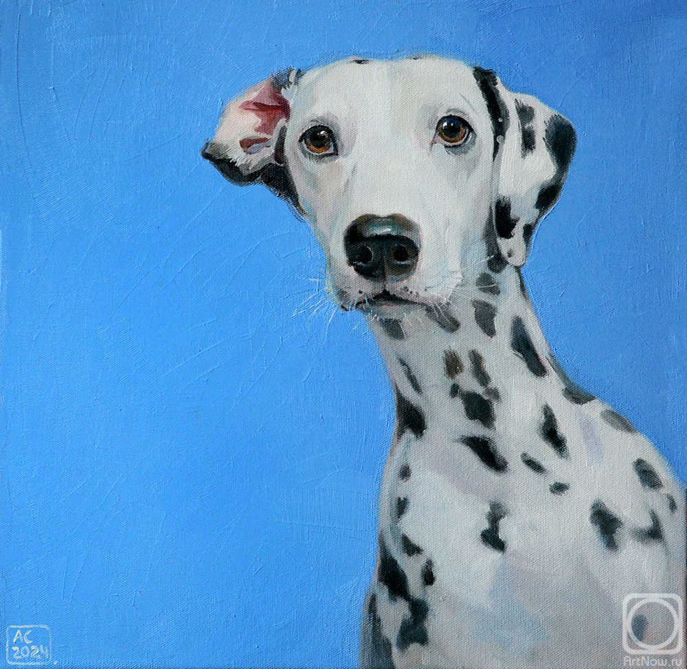 Sergeeva Aleksandra. Portrait of a Dalmatian on a blue background