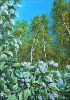 Bird cherry in bloom. Kiselevich Gennadiy
