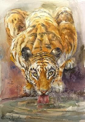 Tiger watercolor (Laps). Reutova Elena