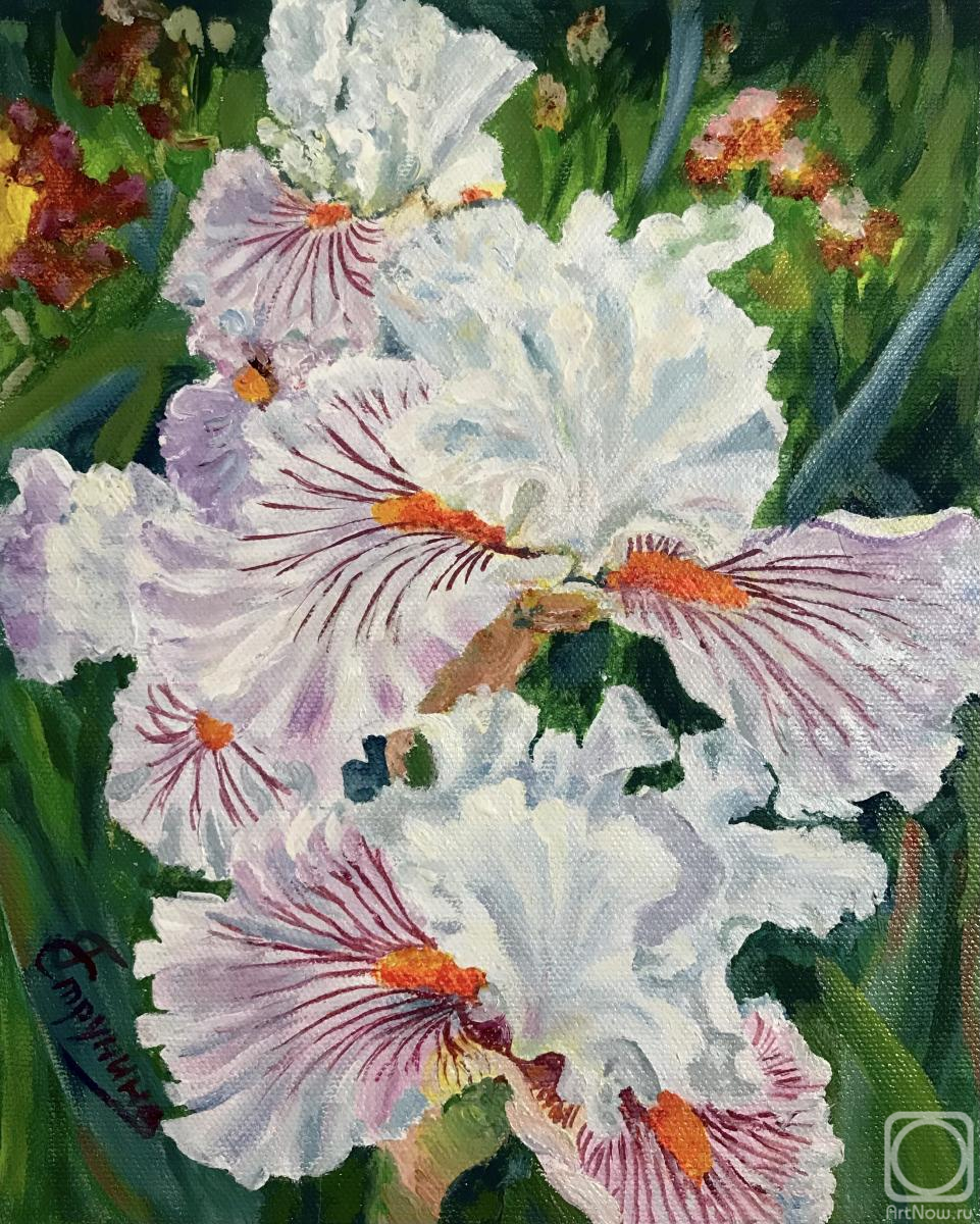 ������� ������ �� ������. �������� ������. �����