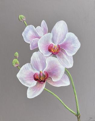 Orchid. Umanova Veronika