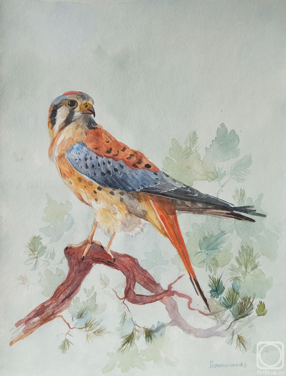 Goryushkina Anastasiya. Kestrel